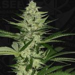 MelonSicle by TH Seeds – Creative – Mostly Sativa – High Yielding – image 2 – Seed City
