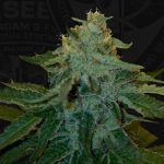 MelonSicle cannabis seeds – Creative – Feminized – 12/12 Photoperiod – image 3 from Seed City