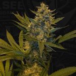 MelonSicle cannabis seeds – 12/12 Photoperiod – Feminized – Creative – image 4 from Seed City