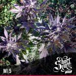Mi5 by Short Stuff Seeds – Good for outdoor grow – Auto-Flowering – Super Strength – image 1 – Seed City