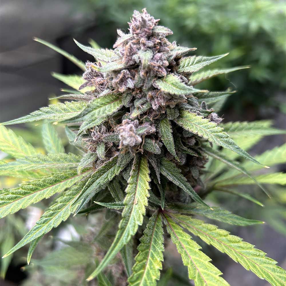 Midnight Marathon cannabis seeds – Earthy – Auto-Flowering – 50% Indica/50% Sativa – image 1 from Seed City