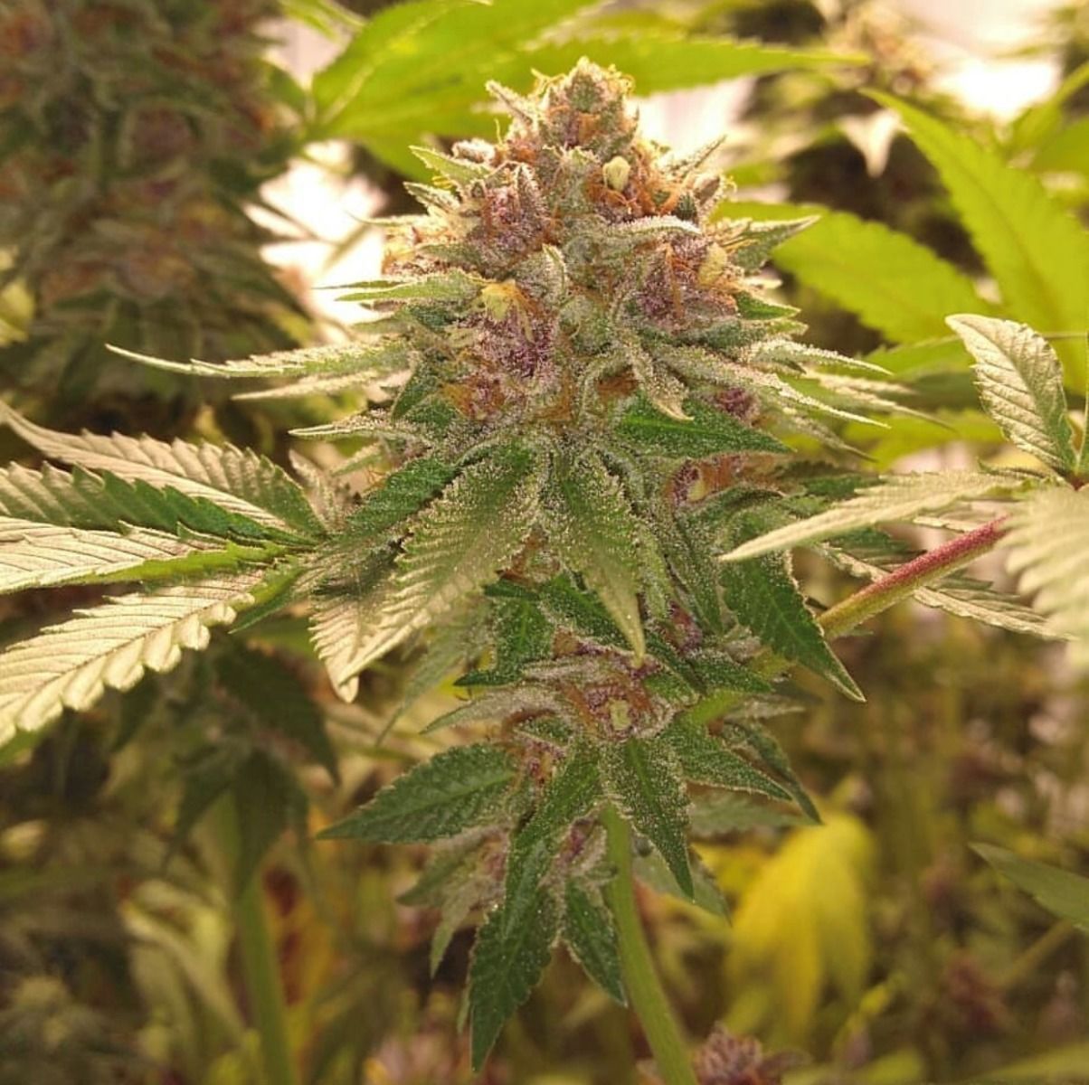 Military Chocolate from Oni Seed Co