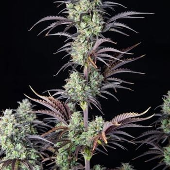 Image 2 of Mimosa Cake Auto cannabis by FastBuds – Female seeds – Auto-Flowering – Lemon – Seed City