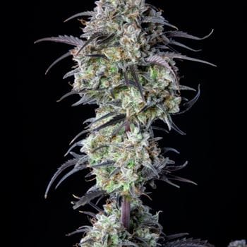 Mimosa Cake Auto by FastBuds – Female seeds – Lemon – Auto-Flowering – image 3 – Seed City