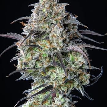 Mimosa Cake Auto from FastBuds