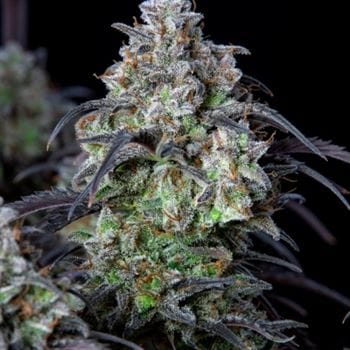 showing Auto-Flowering – Focused – Outdoor – image 4 – Seed City