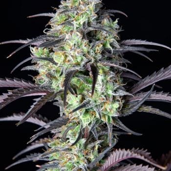 Outdoor – Focused – Auto-Flowering – Mimosa Cake Auto strain – image 5 – from FastBuds via Seed City