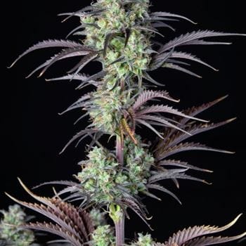 showing Super Strength – Focused – Sativa-leaning – image 6 – Seed City