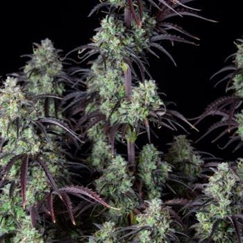 Mimosa Cake Auto by FastBuds – Super Strength – Focused – Auto-Flowering – image 7 – Seed City
