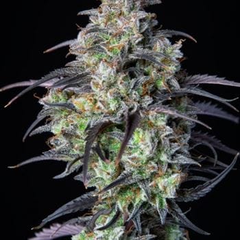 Female seeds – Lemon – Sativa-leaning – Mimosa Cake Auto strain – image 8 – from FastBuds via Seed City