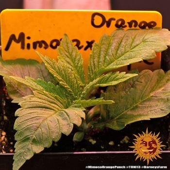 Mimosa X Orange Punch cannabis seeds – Sweet – Outdoor – 12/12 Photoperiod – image 2 from Seed City