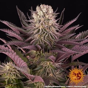 Mimosa X Orange Punch cannabis seeds – Feminized – Indica-heavy – Middle of September – image 4 from Seed City