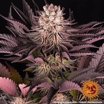 Mimosa X Orange Punch cannabis seeds – Indica-heavy – Super Strength – 12/12 Photoperiod – image 3 from Seed City