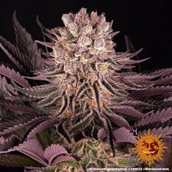 Mimosa X Orange Punch cannabis seeds – Outdoor – Middle of September – Super Strength – image 5 from Seed City