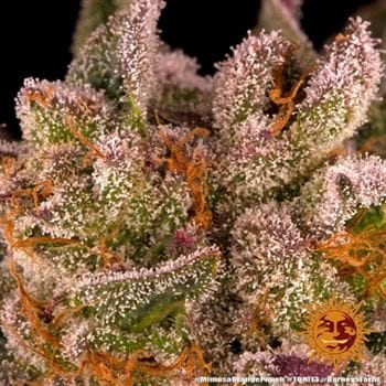 showing Sweet – Indica-heavy – Outdoor – image 6 – Seed City