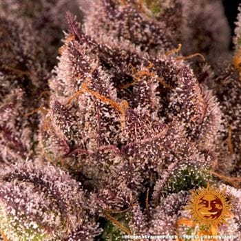 showing Super Strength – Feminized – Indica-heavy – image 8 – Seed City