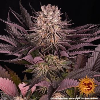 Mimosa X Orange Punch cannabis seeds – 12/12 Photoperiod – Short (up to 80cm) – Outdoor – image 10 from Seed City