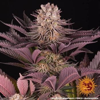 Mimosa X Orange Punch cannabis seeds – Indica-heavy – Sweet – Feminized – image 11 from Seed City