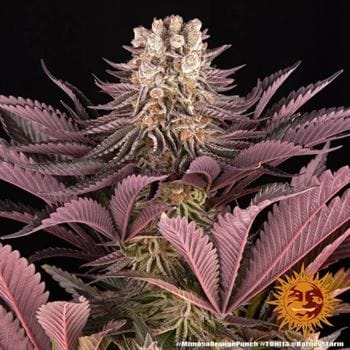 Mimosa X Orange Punch by Barneys Farm Seeds – Sweet – Outdoor – 12/12 Photoperiod – image 12 – Seed City