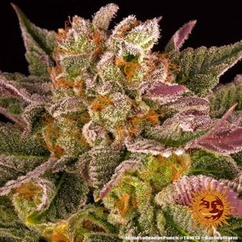 Mimosa X Orange Punch by Barneys Farm Seeds – Short (up to 80cm) – Feminized – 12/12 Photoperiod – image 13 – Seed City