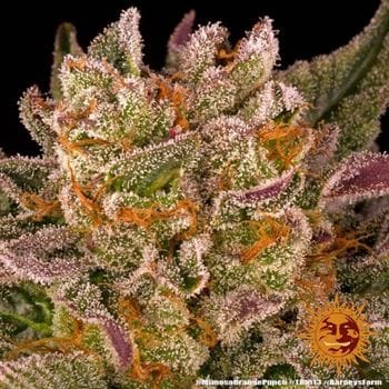 Mimosa X Orange Punch by Barneys Farm Seeds – Indica-heavy – Sweet – Short (up to 80cm) – image 14 – Seed City