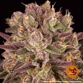 Image 16 of Mimosa X Orange Punch cannabis by Barneys Farm Seeds – Middle of September – Outdoor – Sweet – Seed City