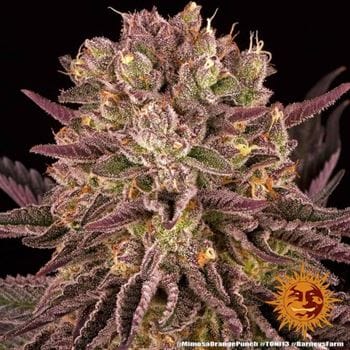 Mimosa X Orange Punch from Barneys Farm Seeds