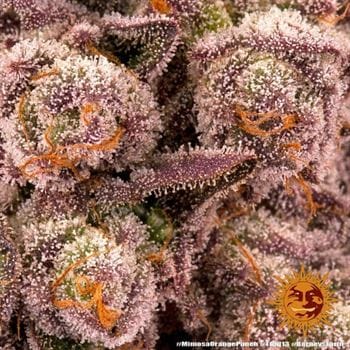showing Feminized – Short (up to 80cm) – Sweet – image 17 – Seed City