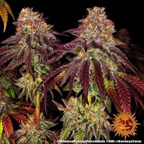 Indica Dominant – Outdoor – Orange – Mimosa x Orange Punch Auto strain – image 2 – from Barneys Farm Seeds via Seed City