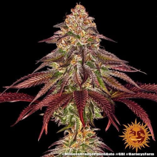 Mimosa x Orange Punch Auto cannabis seeds – Resistant to Low Temperature – Orange – Outdoor – image 4 from Seed City