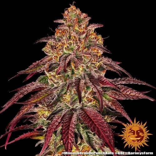 Mimosa x Orange Punch Auto by Barneys Farm Seeds – Orange – Auto-Flowering – Female seeds – image 6 – Seed City
