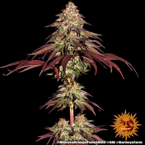 showing Orange – Indica Dominant – Outdoor – image 8 – Seed City