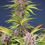 Mimosa Bruce Banner XL Auto from Sweet Seeds