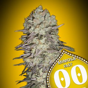 Mimosa Fast