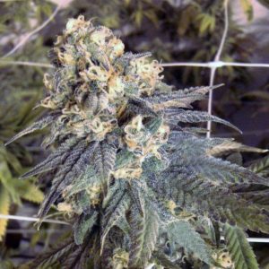 Mint Milano by Cali Connection Seeds – Guaranteed female plants – Vanilla – Indoor-friendly – image 1 – Seed City