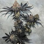 Miracle Fruit cannabis seeds – Orange – Suited for indoor growing – Female seeds – image 3 from Seed City
