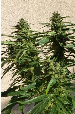 Missile 33 cannabis seeds – Auto-Flowering – Excellent harvest potential – Piney – image 1 from Seed City