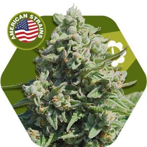 Misty Gorilla Autoflowering by Zambeza Seeds – Guaranteed female plants – Indica-heavy – Uplifting – image 1 – Seed City