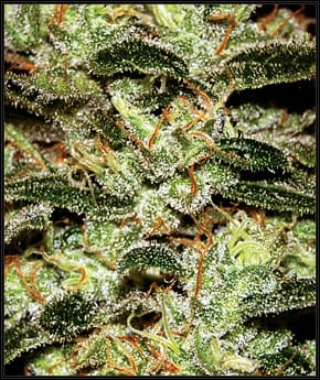 Image 2 of Moby Dick cannabis by Green House Seeds – Indica-heavy – Beginning of October – 12/12 Photoperiod – Seed City