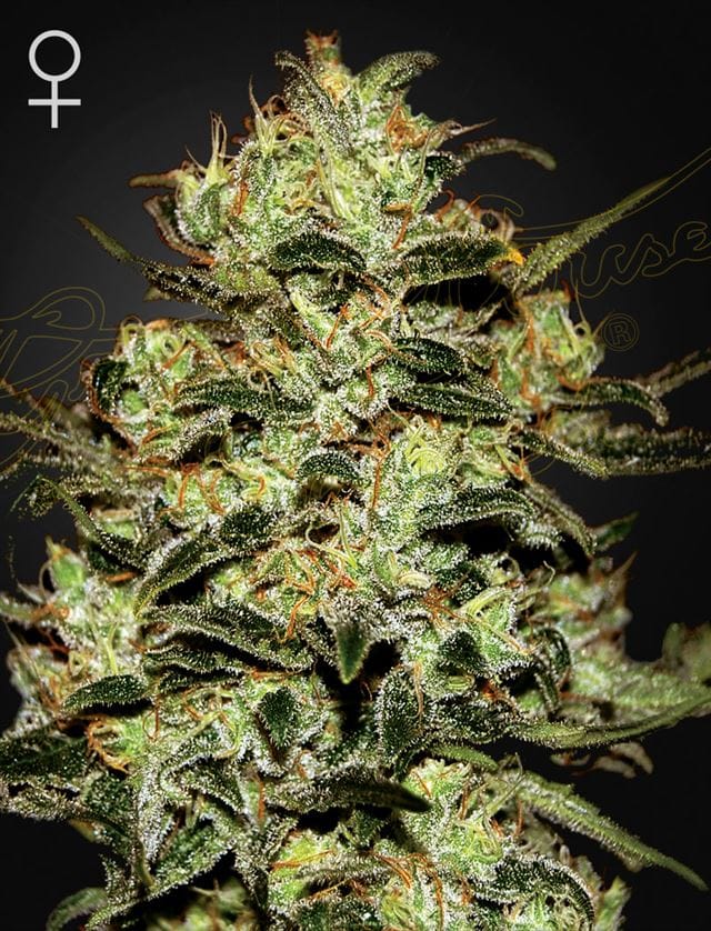 Moby Dick cannabis seeds – 12/12 Photoperiod – Suited for indoor growing – Indica-heavy – image 1 from Seed City