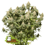 Moby Dick cannabis seeds – 12/12 Photoperiod – Vanilla – 50% Indica/50% Sativa – image 1 from Seed City
