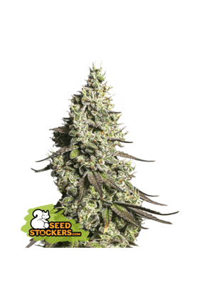 Moby Dick Auto cannabis seeds – Female seeds – Indoor – Relaxing – image 1 from Seed City