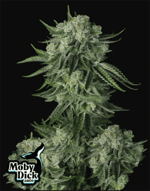Moby Dick Auto