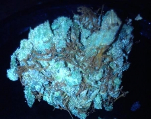 showing Relaxing – Good for outdoor grow – Fuel – image 1 – Seed City