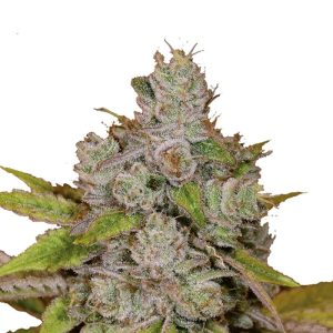 Monkey Glue Autoflower cannabis seeds – Auto-Flowering – Super Strength – Large yield – image 1 from Seed City
