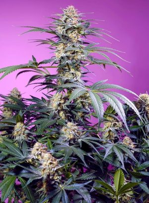 Image 1 of Monster Maker cannabis by Sweet Seeds – 12/12 Photoperiod – Suited for indoor growing – Lemon – Seed City
