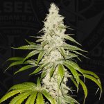 showing Sativa-leaning – 12/12 Photoperiod – Outdoor cultivation – image 1 – Seed City
