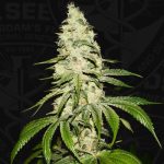 Mont Blanc by TH Seeds – Sweet – 12/12 Photoperiod – Body Stone – image 2 – Seed City