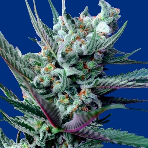 Moonshine Haze x Ghost Train Haze #1 cannabis – image 2 – Seed City