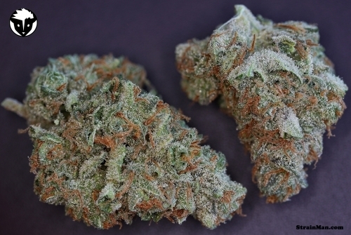 Moonshine Haze from Rare Dankness Seeds